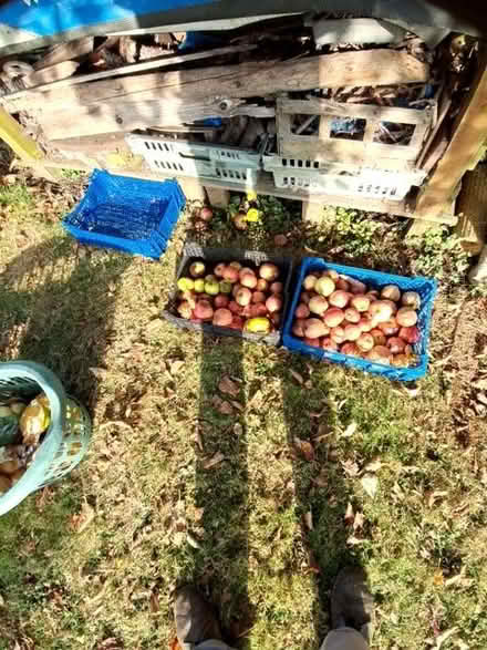 Photo of free Fallen apples (Causeway End MK43) #1