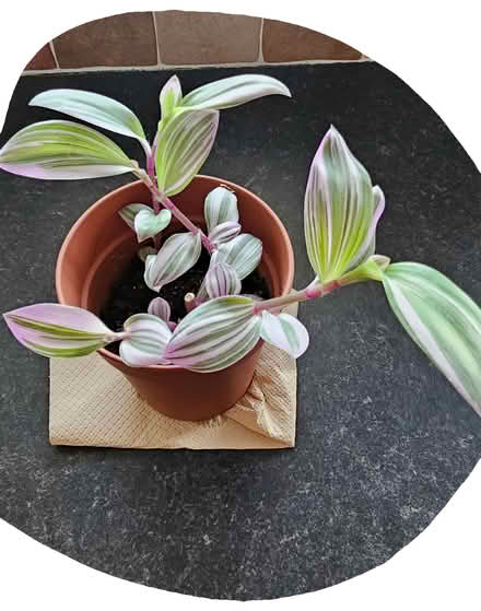Photo of free Tradescantia & Polka Dot Houseplants (CT10) #2