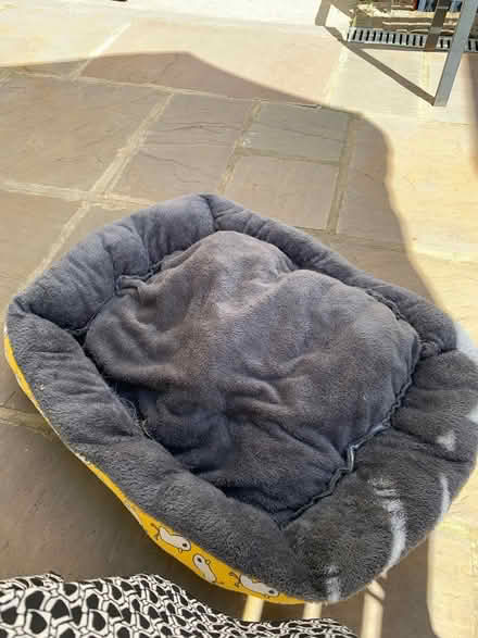 Photo of free Dogs toy and harness and bed (N1) #3