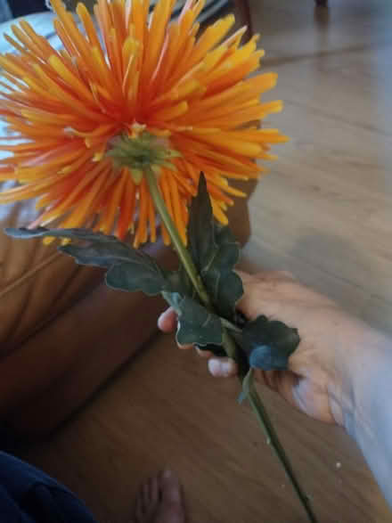 Photo of free Orange flower (Chorley centre PR7) #3