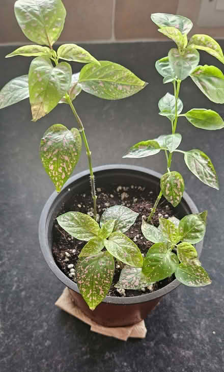 Photo of free Tradescantia & Polka Dot Houseplants (CT10) #1