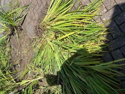 Photo of free Crocosmia bulbs (Hampden Park BN22) #2