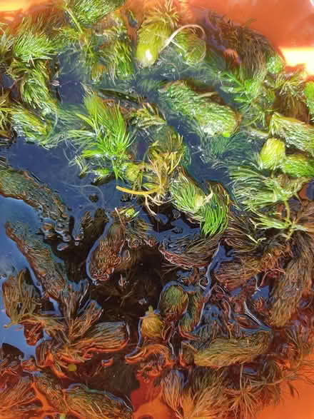 Photo of free Pond oxygenator plant (Woodley RG5) #1
