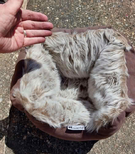 Photo of free Furry Cat Bed, very good condition (Langdon Hills SS16) #1