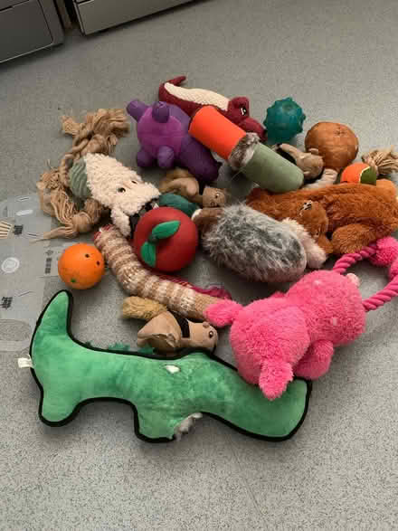 Photo of free Dogs toy and harness and bed (N1) #2
