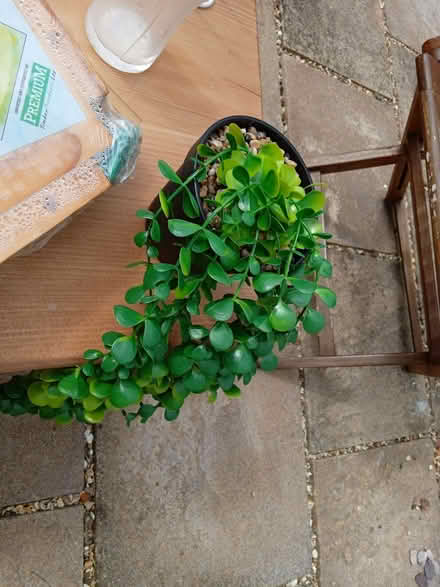 Photo of free Decorative fake plant (Caversham RG4) #1