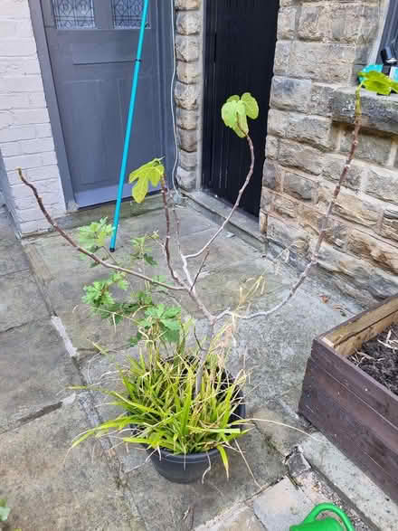 Photo of free Fig tree (Hunters Bar S11) #1