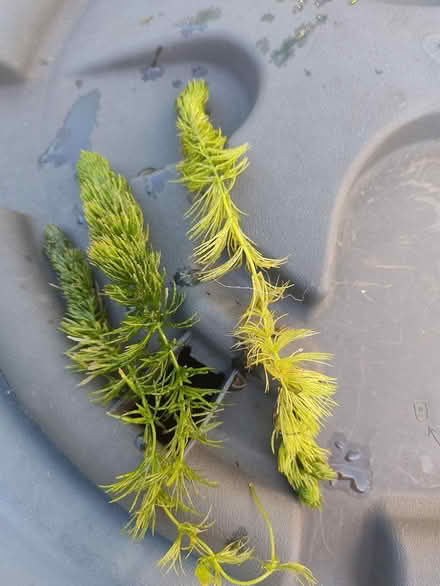 Photo of free Pond oxygenator plant (Woodley RG5) #2