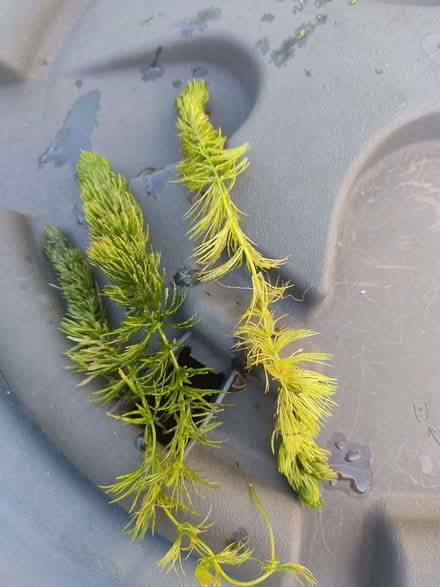 Photo of free Pond plant (Woodley RG5) #1