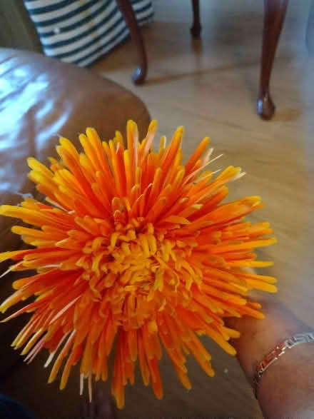 Photo of free Orange flower (Chorley centre PR7) #2