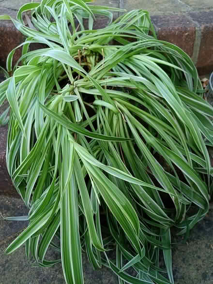 Photo of free Spider plant(s) (Central HORSHAM) #1