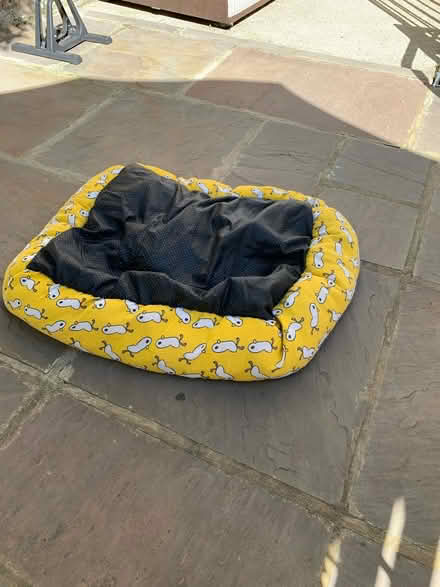Photo of free Dogs toy and harness and bed (N1) #4