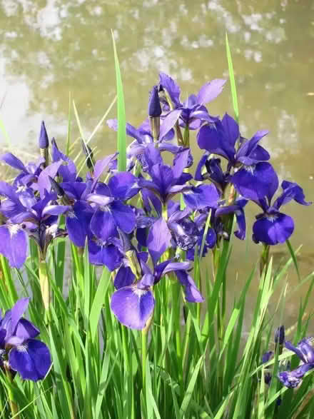 Photo of Spare Pond Plants (Penrith CA11) #2