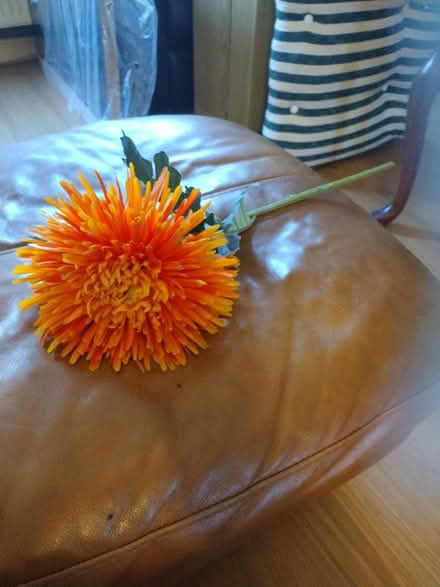 Photo of free Orange flower (Chorley centre PR7) #1