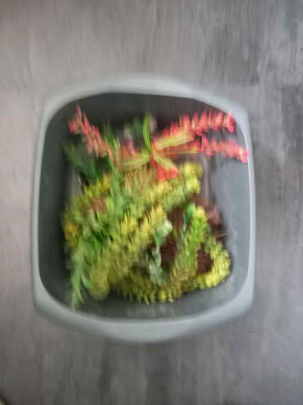 Photo of free Bowl (Loughborough LE11) #1
