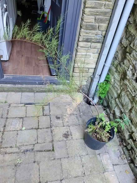 Photo of free Shrub (Hunters Bar S11) #1