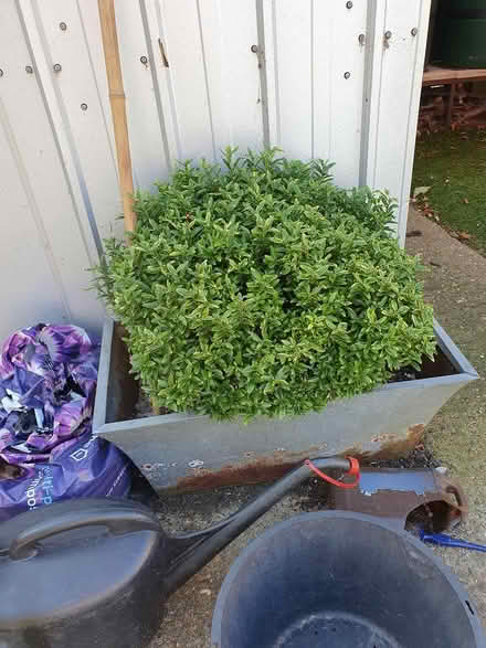 Photo of free Garden shrub SS2 (Southend on sea SS2) #2