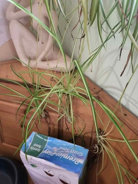 Photo of free Spider plant (CH5) #1