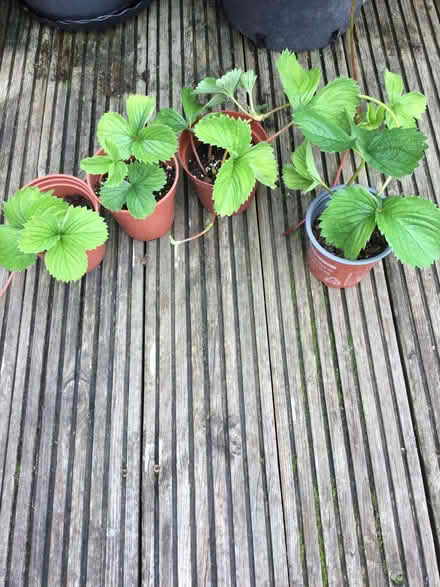Photo of free Garden plants (Bridge of Allan FK9) #3