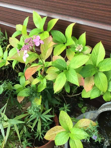 Photo of free Garden plants (Bridge of Allan FK9) #2
