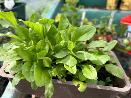 Photo of free Bellis Seedlings (Greaves LA1) #1