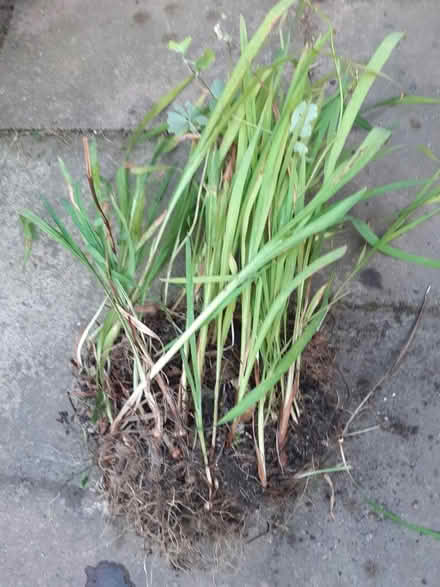 Photo of free Crocosmia (Woodseats S8) #1