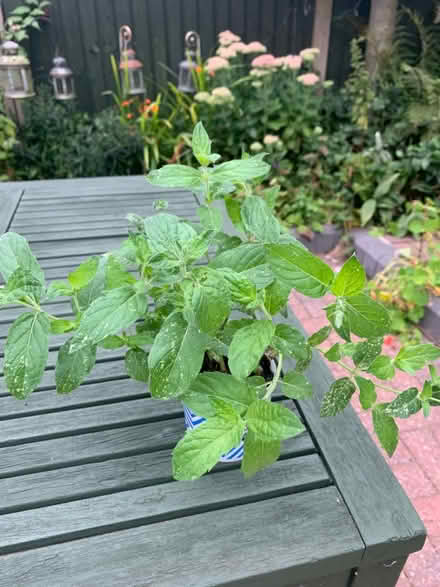 Photo of free Mint (Willenhall, West Midlands) #1