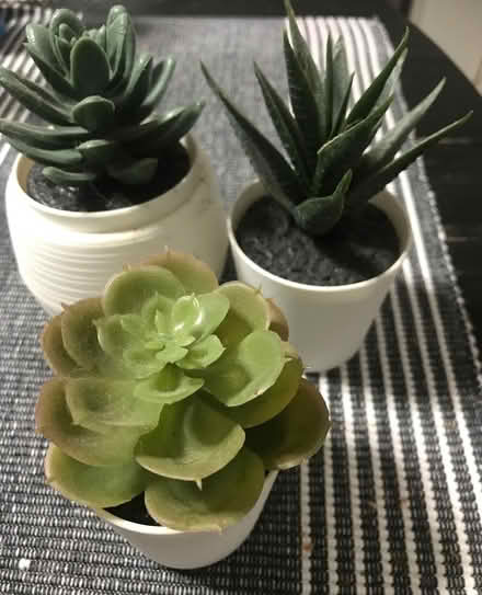 Photo of free Small Artificial Succulents (Oshawa) #1