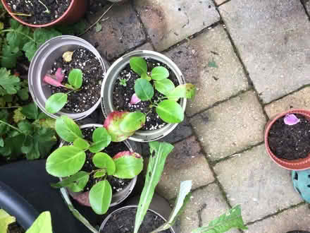 Photo of free Garden plants (Bridge of Allan FK9) #1