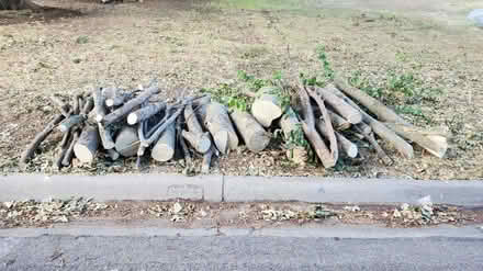 Photo of free Hackberry logs (East end of Aspen Dr Denton)