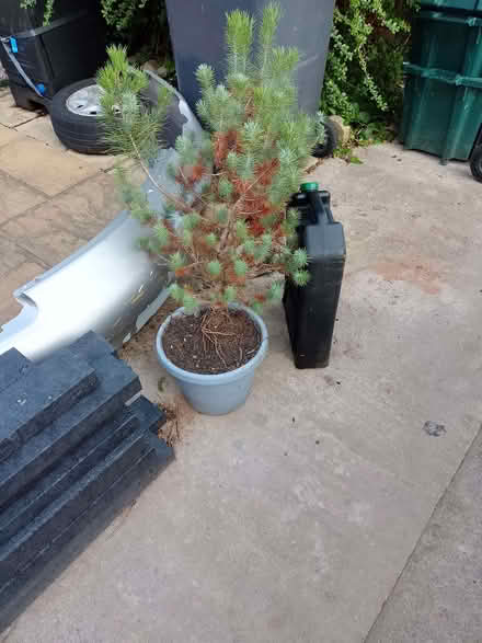 Photo of free Christmas tree plant (Colwyn Bay LL29) #1