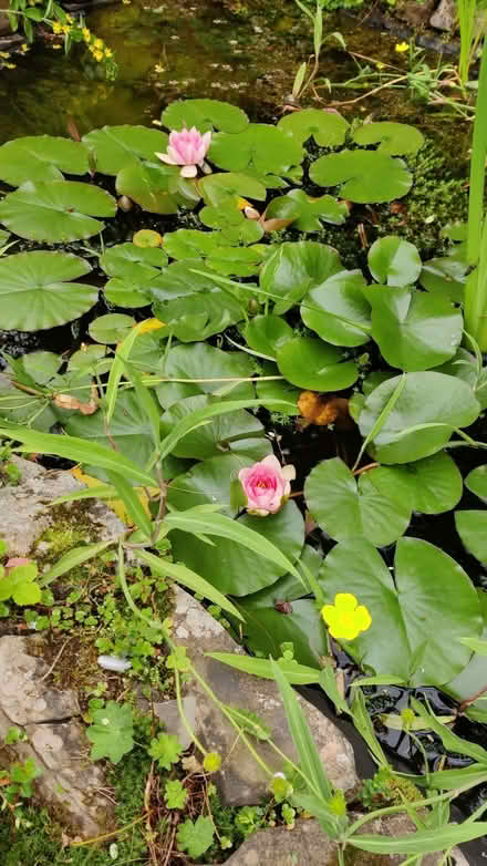 Photo of free water lilly (Biddulph ST8) #2