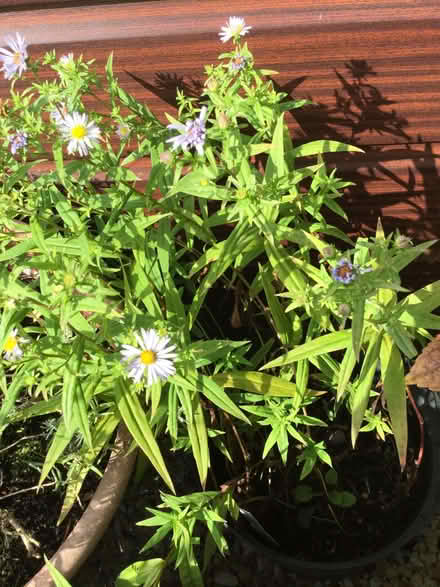 Photo of free Garden plants (Bridge of Allan FK9) #4