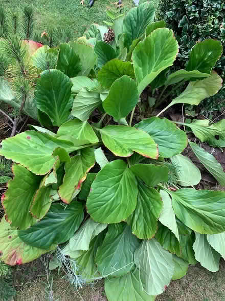 Photo of free Healthy Berginia plants (Lichfield WS13) #1