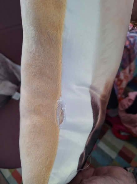 Photo of free Cushions. (Gillingham ME7) #1