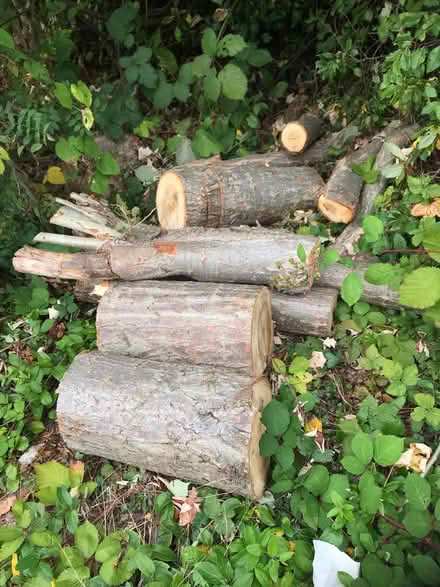 Photo of free Logs (Windmill Hill Enfield EN2) #1