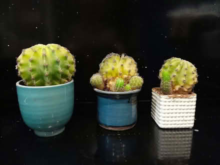 Photo of free 3 cacti (Buxted TN22) #1