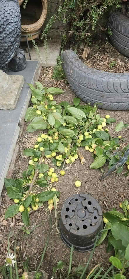 Photo of free Crab apples just cut organic garden (EN1) #3