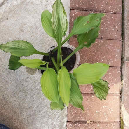 Photo of free Hosta (Woodhouses M33) #1