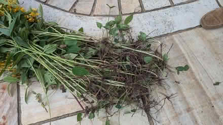 Photo of free Plants (Tewkesbury GL20) #3