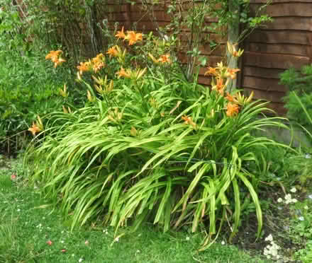 Photo of free Day Lilies (Hemerocallis) (Ware SG12) #1