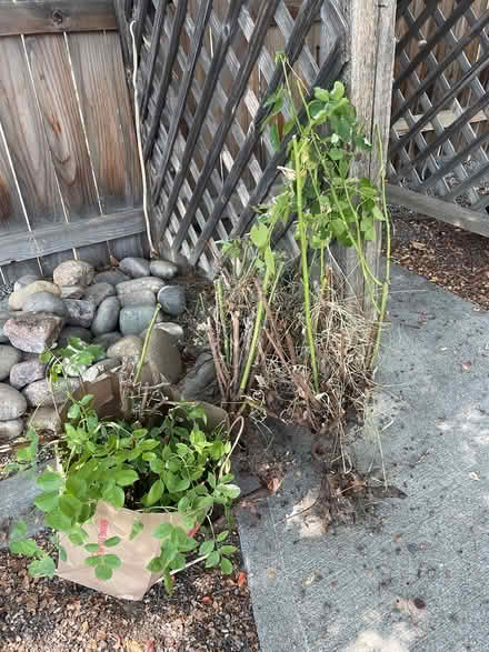 Photo of free Rose bushes (Louisville) #2