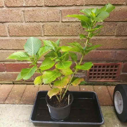 Photo of free Mophead Hydrangea (Woodhouses M33) #1