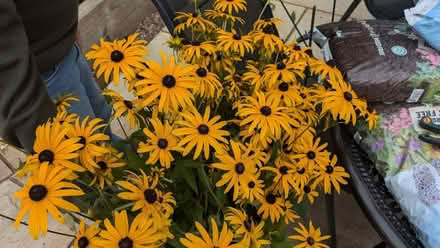 Photo of free Plants (Tewkesbury GL20) #1