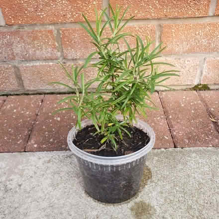 Photo of free Rosemary (herb) (Woodhouses M33) #1