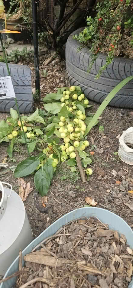 Photo of free Crab apples just cut organic garden (EN1) #2