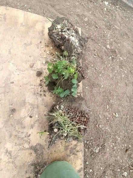Photo of free 3 x pink oxalis clumps (Shinfield RG2) #1