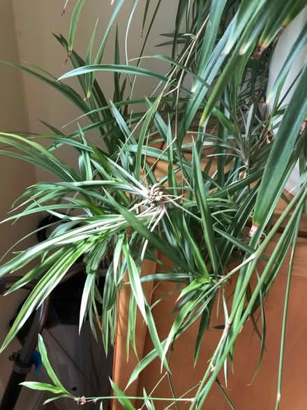 Photo of free Baby spider plants (Kings Park G44) #1