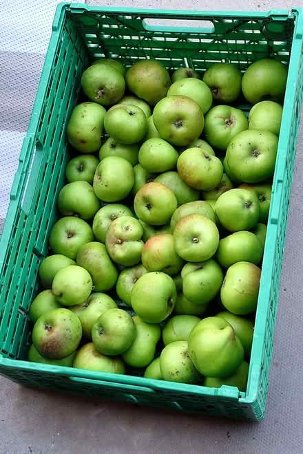 Photo of free Cooking apples (Broad Oak WA9) #1