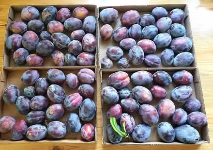 Photo of free Fresh picked Italian plums (WS) (West Seattle) #1